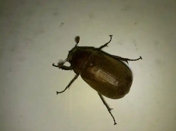 展开全部 鳃金龟