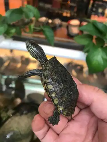 日本石龟杂花龟乌龟活体观赏龟日花杂日花苗日石龟