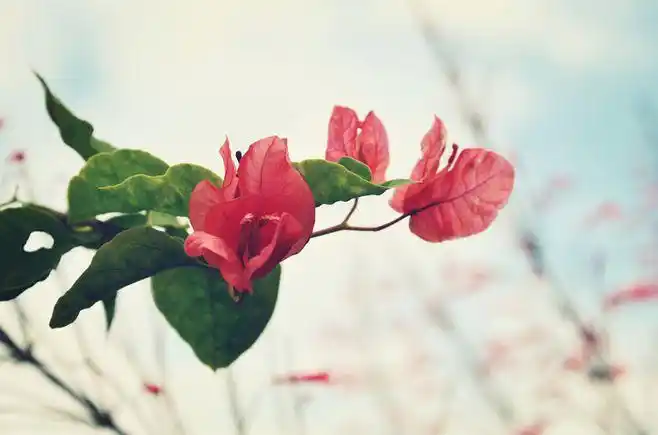 婆罗浮屠之"花"