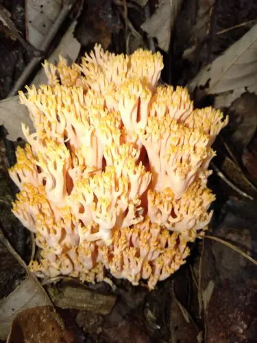 最美蘑菇季:扫把菌