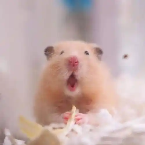能吃能睡能卖萌的金丝熊,你爱了吗?_仓鼠_cm_品种