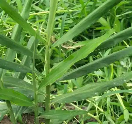 盆栽生姜的方法