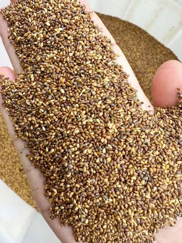 芗苒三色堇种子四季花籽种籽籽 三色堇种子50克