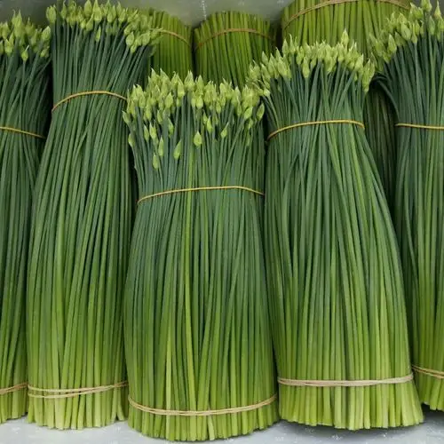 供应大厅  蔬菜 韭菜