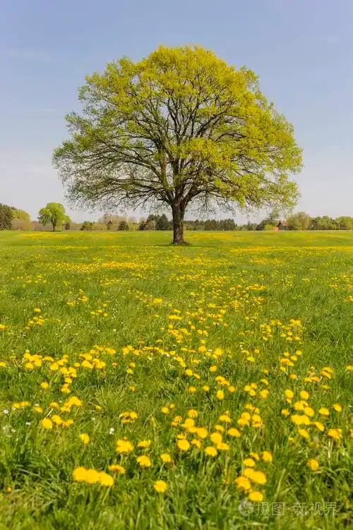 单棵大橡树树上有完美的树梢