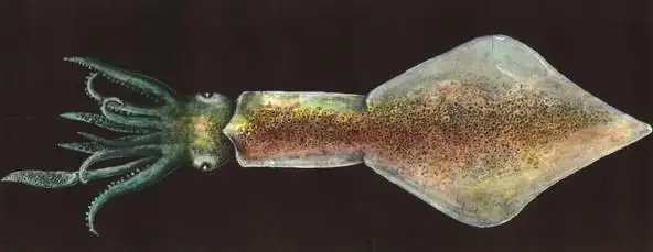 果壳【餐桌物种日历】3月4日 中国尾枪乌贼