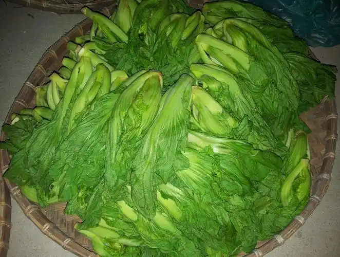 居家的日子做起了梅菜