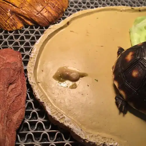 请问下红腿龟这便便正常吗