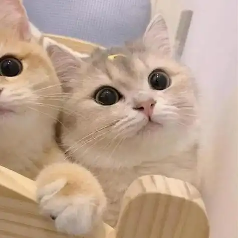 情侣头像动物情侣头像