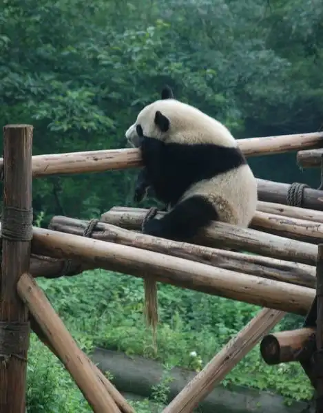 许多熊猫的照片:它们刚生出来的时候全身是粉红的,只有一个拳头那么大
