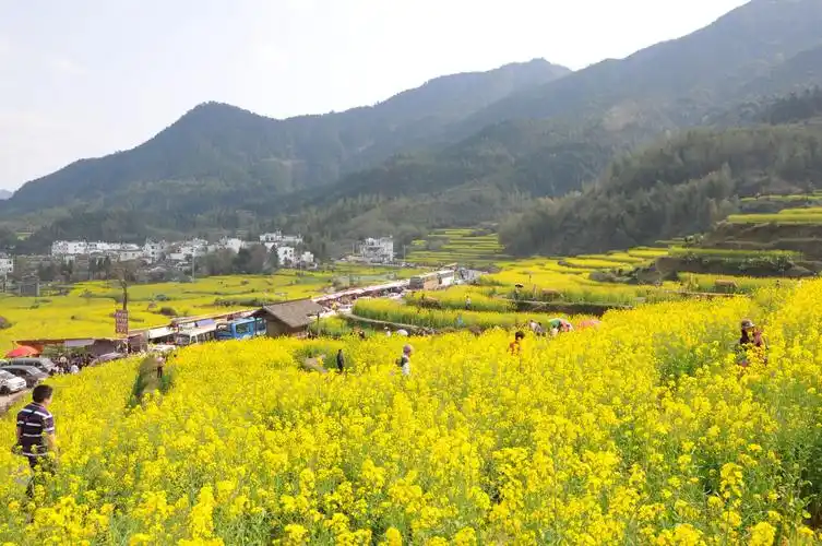 醉美婺源油菜花