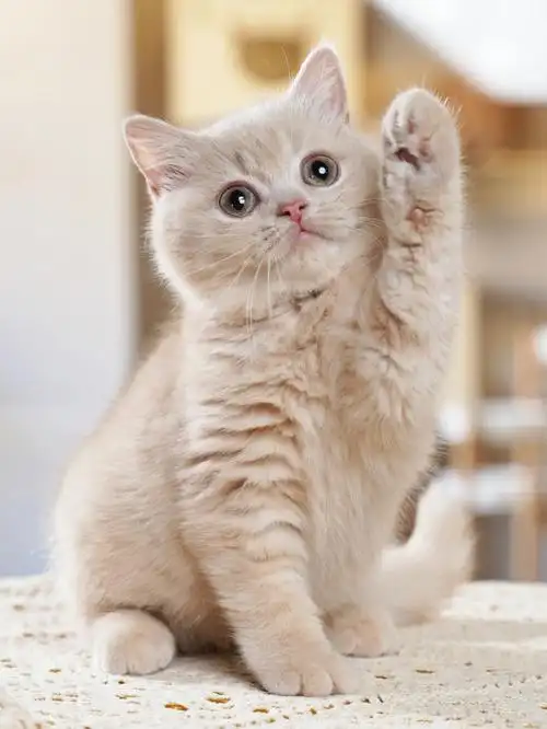 乳色英短妹妹甜美可爱