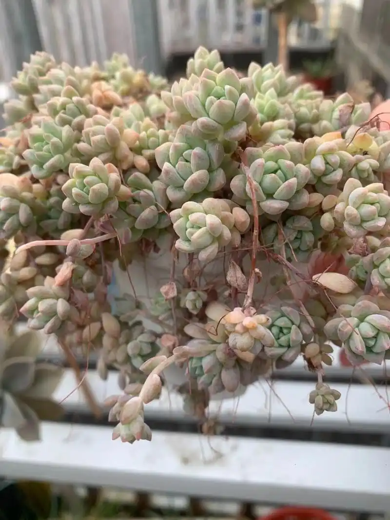 耶,粉蔓就是多肉中为数不多的带有香味的植物哦~ 粉蔓:景天科拟石