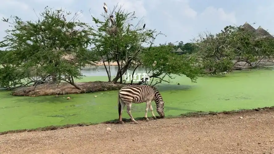 亚洲最大的野生动物园