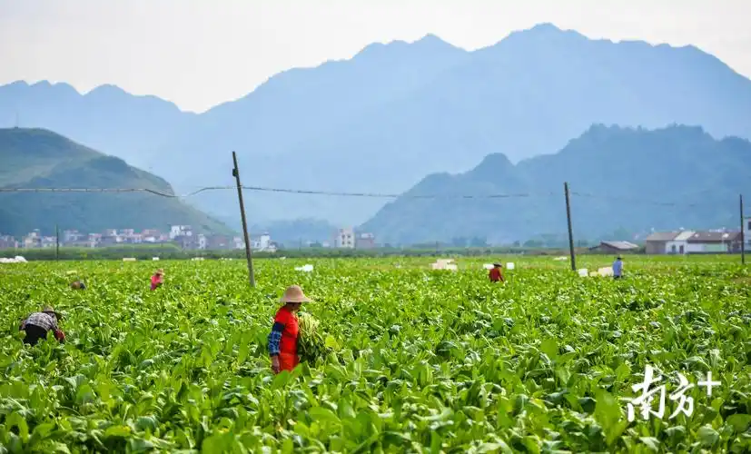 今年5月启动建设的粤港澳大湾区菜篮子工程,为清远农业带来了巨大发展