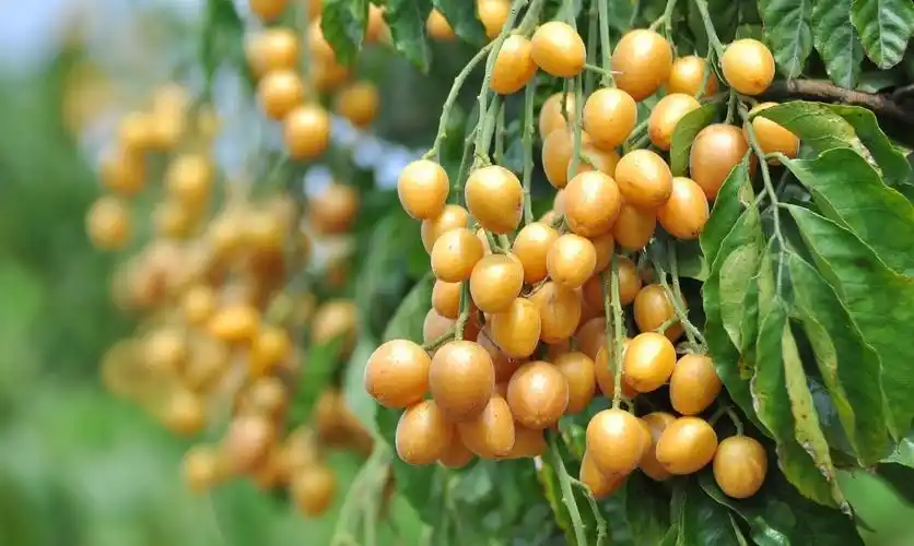 黄皮树寄生有什么功效与作用-黄皮树寄生有什么功效与