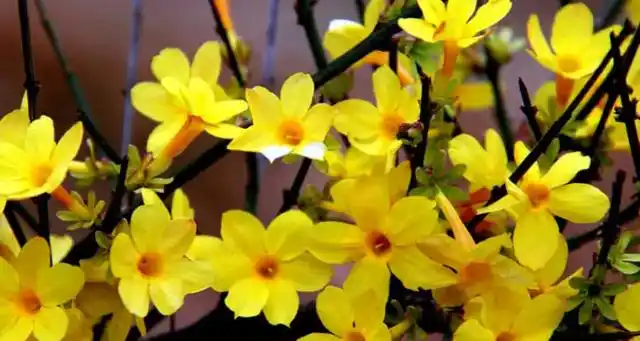 春天里开的花都有哪些