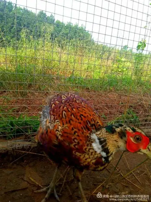 《锦雉》 峰幽谷飬天下丽景惹凡尘鸣蝉和盛夏林深藏山珍