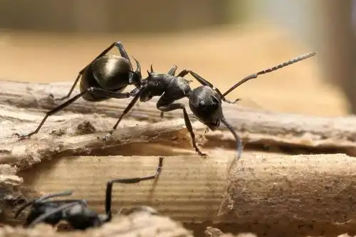 校园小作家06期一个小朋友从小蚂蚁身上发现了怎样的生活哲学