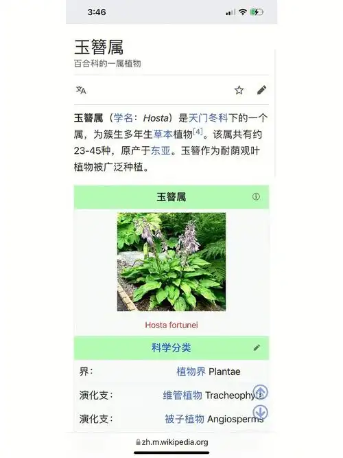 玉簪是个统称,下面的每一个品种都有自己的名字就好像月季,月季的下面