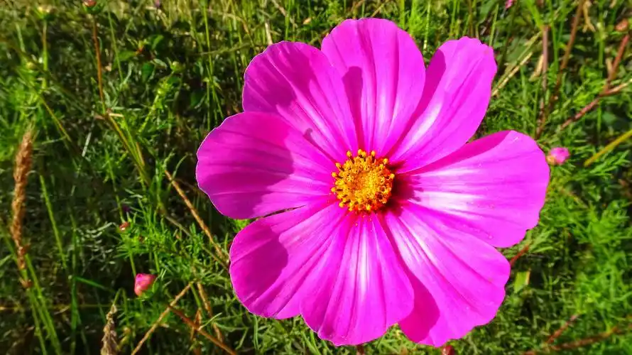 美丽的八瓣格桑花