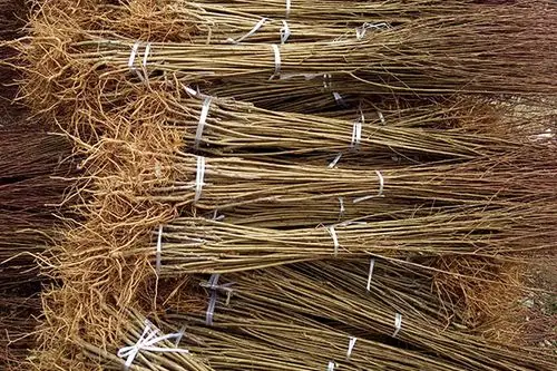 李子苗供应价格