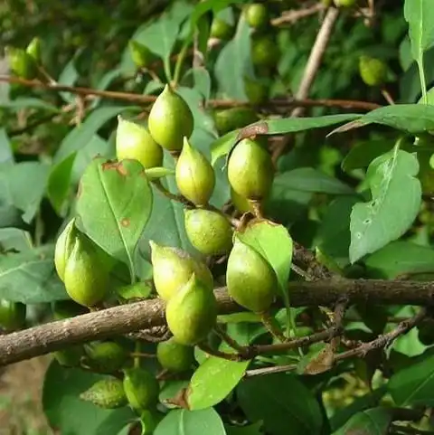 野生连翘青翘 自家水煮晾晒 无硫中药材 批发三斤包邮