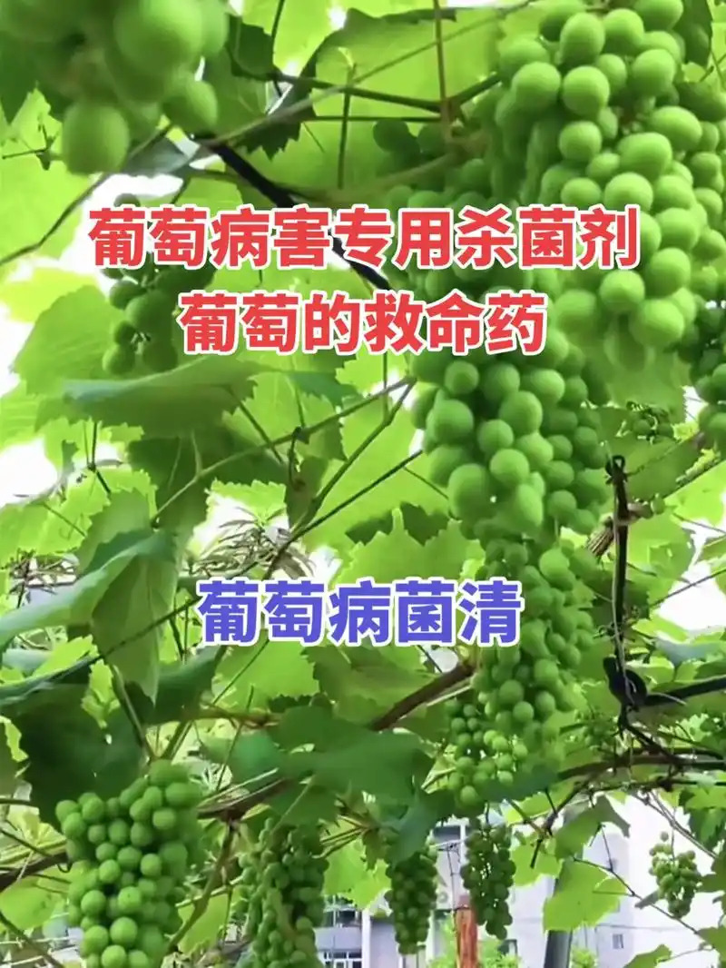 葡萄病菌清,葡萄的救命药,葡