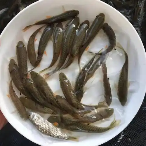 正宗军鱼鱼苗 青竹鲤苗 光倒刺鲃青竹鲩鱼苗 豪情优选种苗 - 爱企查
