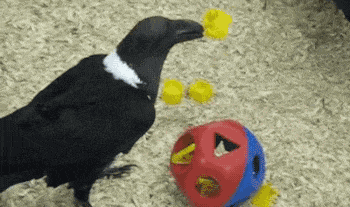 搞笑乌鸦玩球聪明gif动图_动态图_表情包下载_soogif