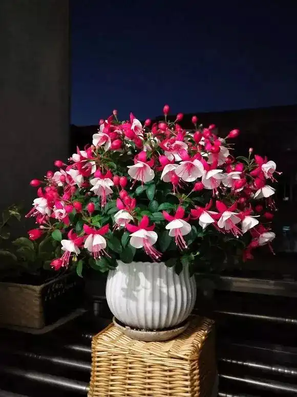 夏天倒挂金钟太难养用这个方法轻松安全度夏