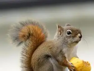 根据生活环境不同,松鼠科分为树松鼠,地松鼠和石松鼠等.