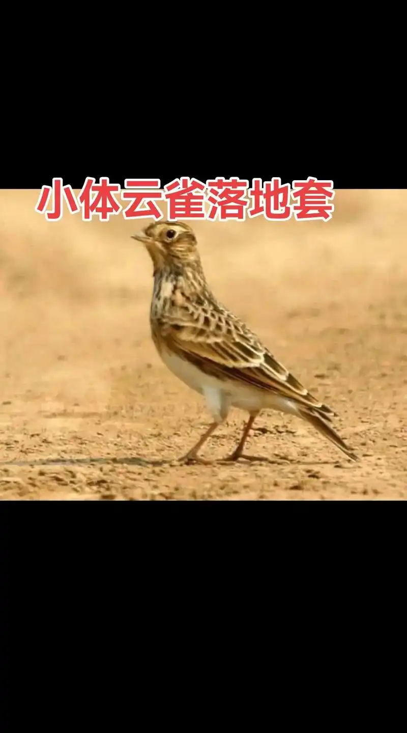 云雀百灵小沙凤头饲料#感谢抖音我要上热门