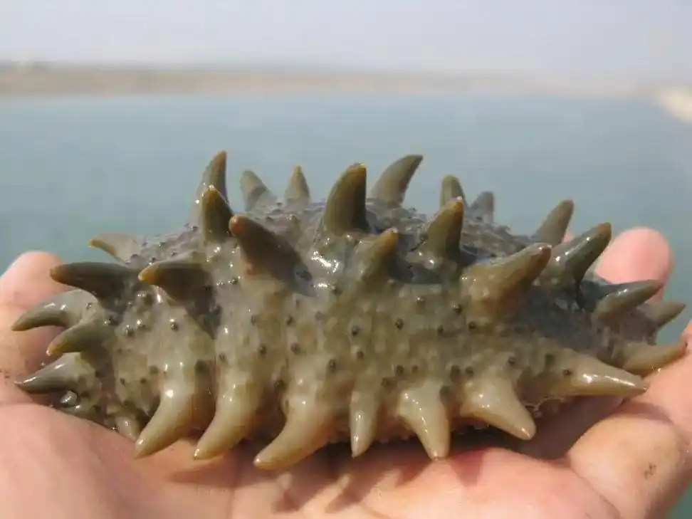 野生海参 #海鲜品质优选 #大海的馈赠 #滋补养生食材,17 - 抖音