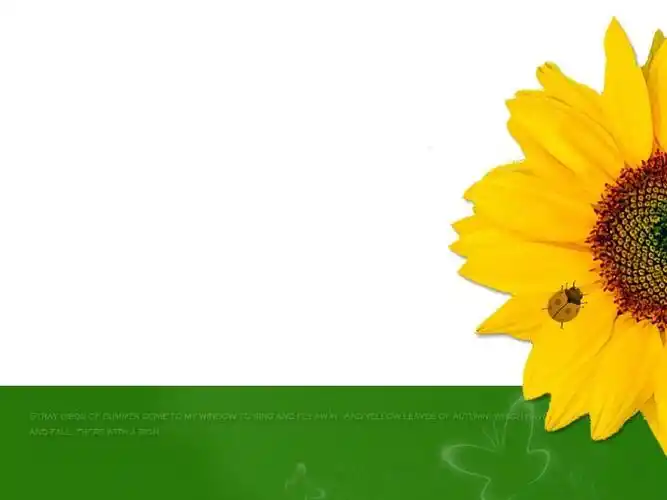 向日葵简单大方ppt模板