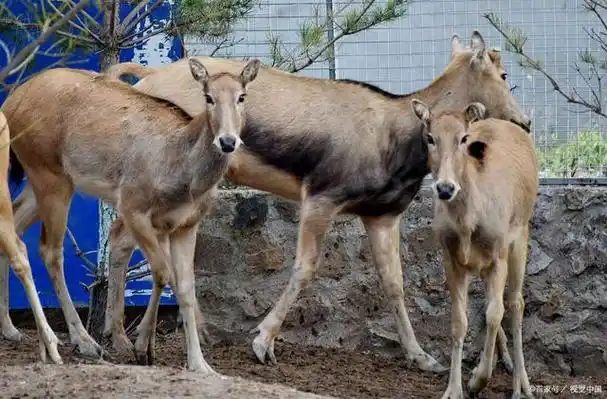 四不像是一个非常有趣的词汇,它的名字来源与传说中的神兽"四不像".