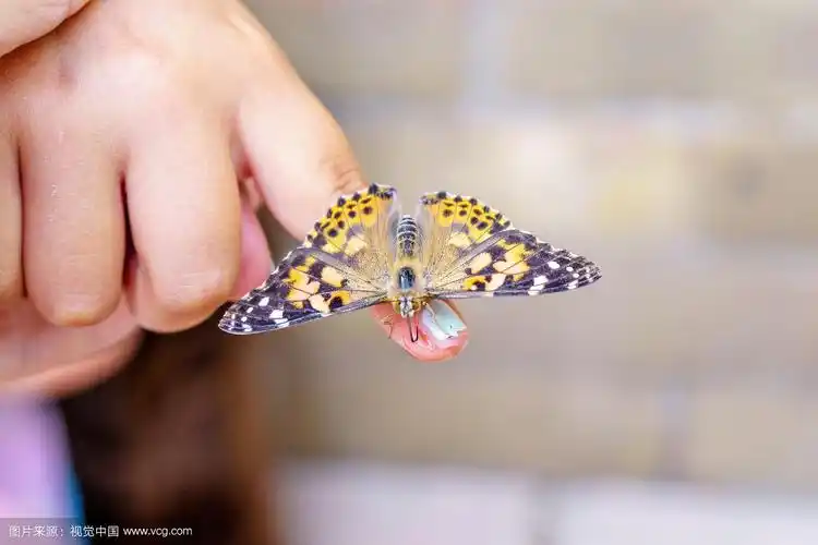 少女手指上的蝴蝶图案