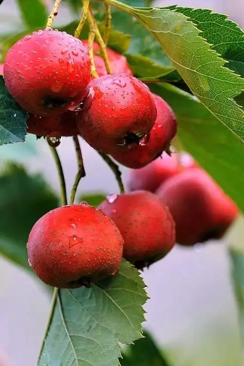 山里红图册_360百科