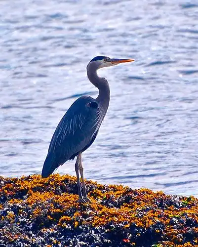 great blue heron | flickr – 相片分享!