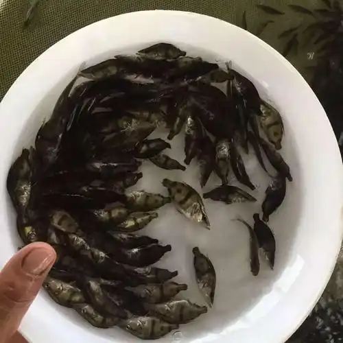 广誉水产ks桂花鱼苗鳜鱼苗