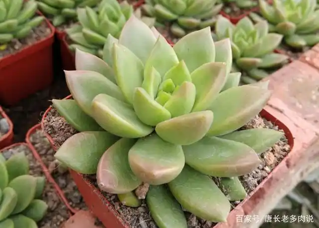 养多肉只知黄丽不知青丽?那你落伍了,它们是长得十分雷同的多肉