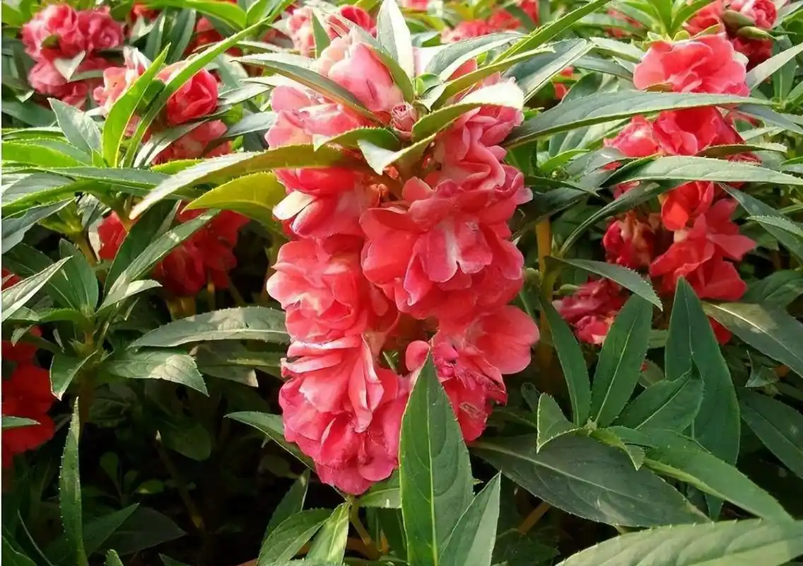 凤仙花是怎样一种植物?