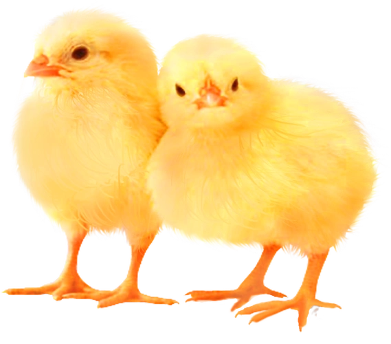 小鸡png