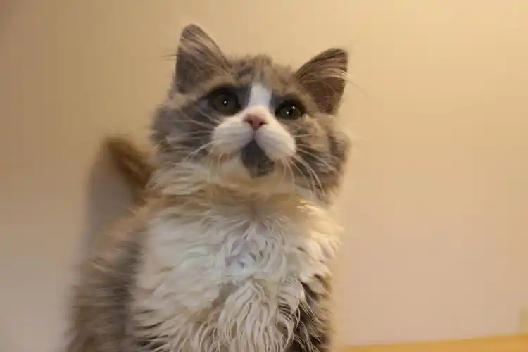 沐米宠物英国短毛猫蓝白母猫沐米猫舍英短