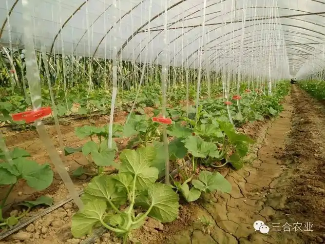 炎炎夏日美味甜瓜不容错过更有众多福利等你俘获