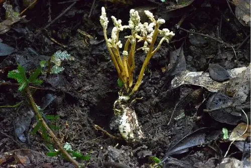 金蝉花的花什么样