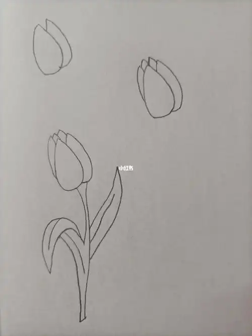 简笔画216郁金香