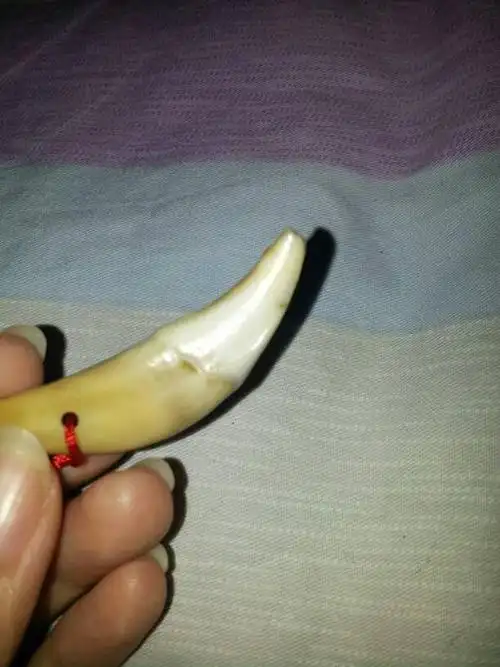 谁能判断是不是真的狼牙,长5.3,牙尖已经损坏,有横纹