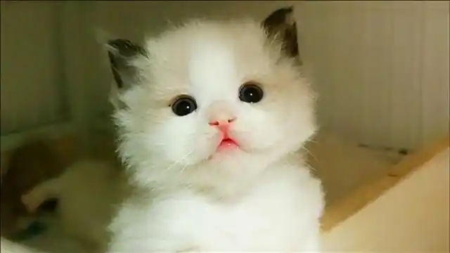 呆萌布偶猫,乖乖的又可爱,太美了