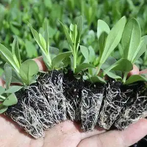 洋桔梗花种子重瓣图片